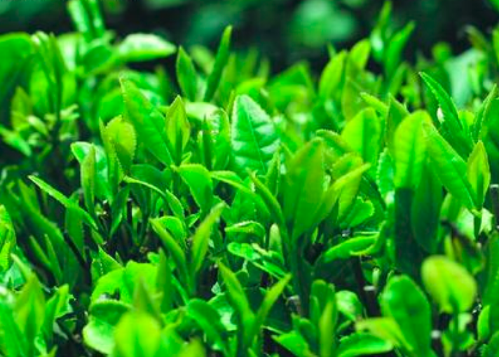 les polyphénols du thé vert protègent les neurones