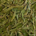 LONG JING — GRAND CRU — 2024